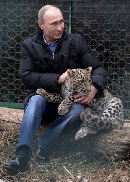 Ο ατρόμητος Πούτιν χαϊδεύει τις λεοπαρδάλεις του Σότσι